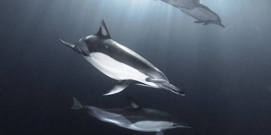 Dolphins in the Indian Ocean