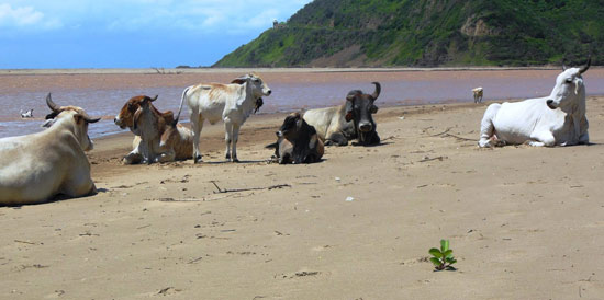 The Mzimvubu Herd on First Beach, Port St Johns