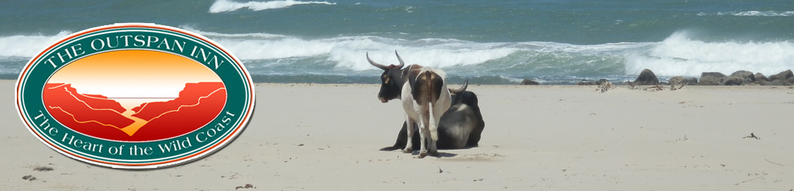 The Wild Coast - beach scene