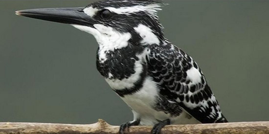 A pied kingfisher, often to be seen fishing at the Mzimvubu River estuary