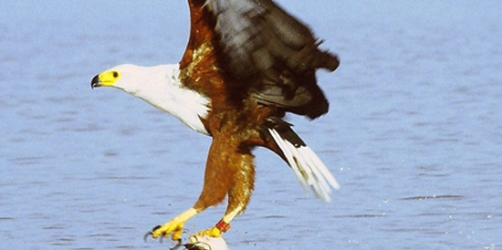 The African Fish Eagle, one of the species that inhabits Port St Johns