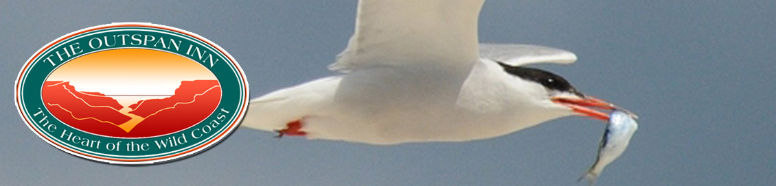A sea bird is seen making off with its catch during the annual Sardine Run