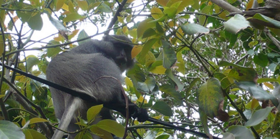 A rare Samango Monkey