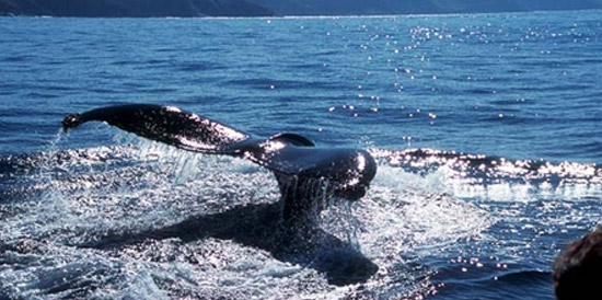 Whale watching is one of the acivities that Port St Johns has to offer