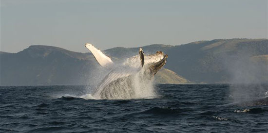 A Humpback whale offshore of Port St Johns