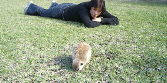 A meerkat on The Outspan Inn's lawn