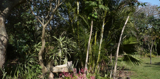 A view of our garden