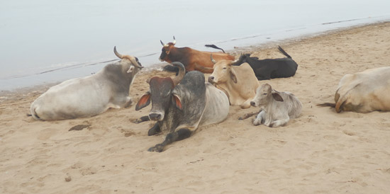Pondoland cows on the beach