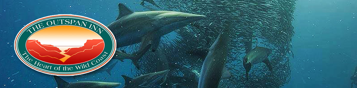 The Sardine Run - header image