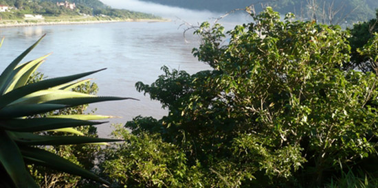Lush vegetation on the banks of the Mzimvubu River