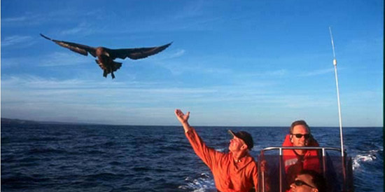 Ocean safaris are a spectacular way to explore the Wild Coast