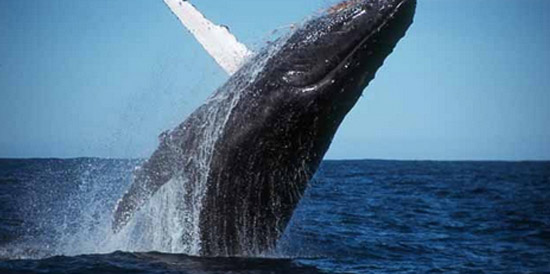 A whale breaching